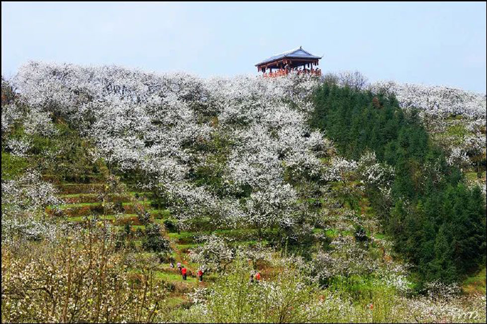 【春天，广西桂林灌阳县向您发出邀请！】我们在灌阳看梨花 - 游山玩水 - 蚌埠生活社区 - 蚌埠28生活网 bengbu.28life.net