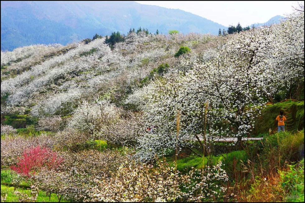 【春天，广西桂林灌阳县向您发出邀请！】我们在灌阳看梨花 - 游山玩水 - 蚌埠生活社区 - 蚌埠28生活网 bengbu.28life.net