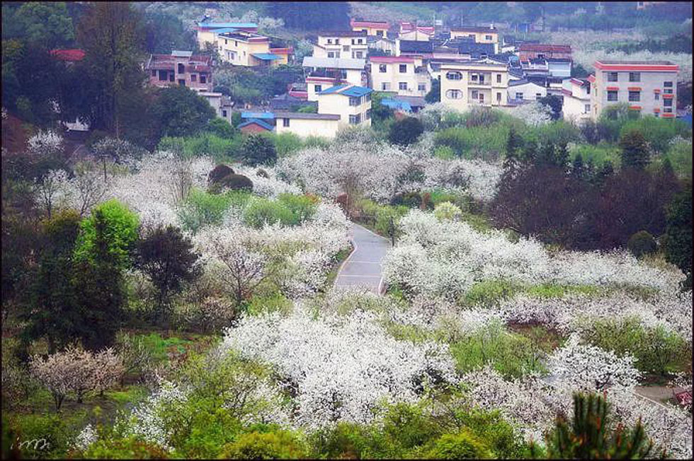 【春天，广西桂林灌阳县向您发出邀请！】我们在灌阳看梨花 - 游山玩水 - 蚌埠生活社区 - 蚌埠28生活网 bengbu.28life.net
