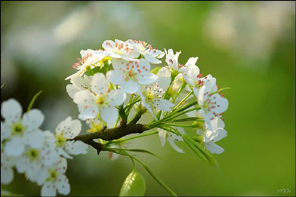 【春天，广西桂林灌阳县向您发出邀请！】我们在灌阳看梨花 - 游山玩水 - 蚌埠生活社区 - 蚌埠28生活网 bengbu.28life.net