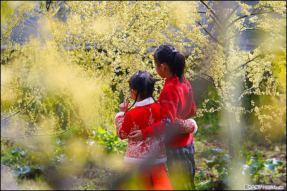 【春天，广西桂林灌阳县向您发出邀请！】米珠山前有片山苍子花在飘香 - 游山玩水 - 蚌埠生活社区 - 蚌埠28生活网 bengbu.28life.net
