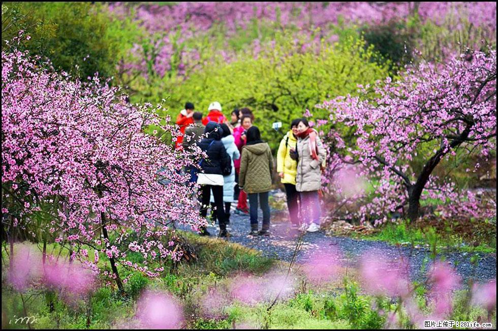 【春天，广西桂林灌阳县向您发出邀请！】官庄村有个醉美的桃花园 - 游山玩水 - 蚌埠生活社区 - 蚌埠28生活网 bengbu.28life.net