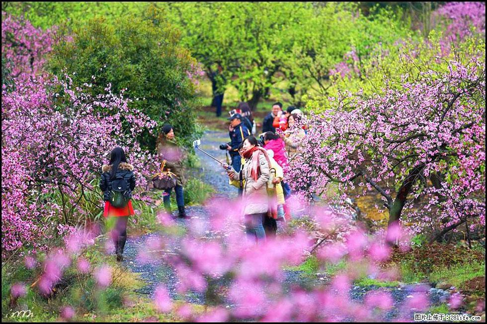 【春天，广西桂林灌阳县向您发出邀请！】官庄村有个醉美的桃花园 - 游山玩水 - 蚌埠生活社区 - 蚌埠28生活网 bengbu.28life.net