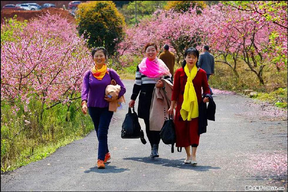 【春天，广西桂林灌阳县向您发出邀请！】官庄村有个醉美的桃花园 - 游山玩水 - 蚌埠生活社区 - 蚌埠28生活网 bengbu.28life.net
