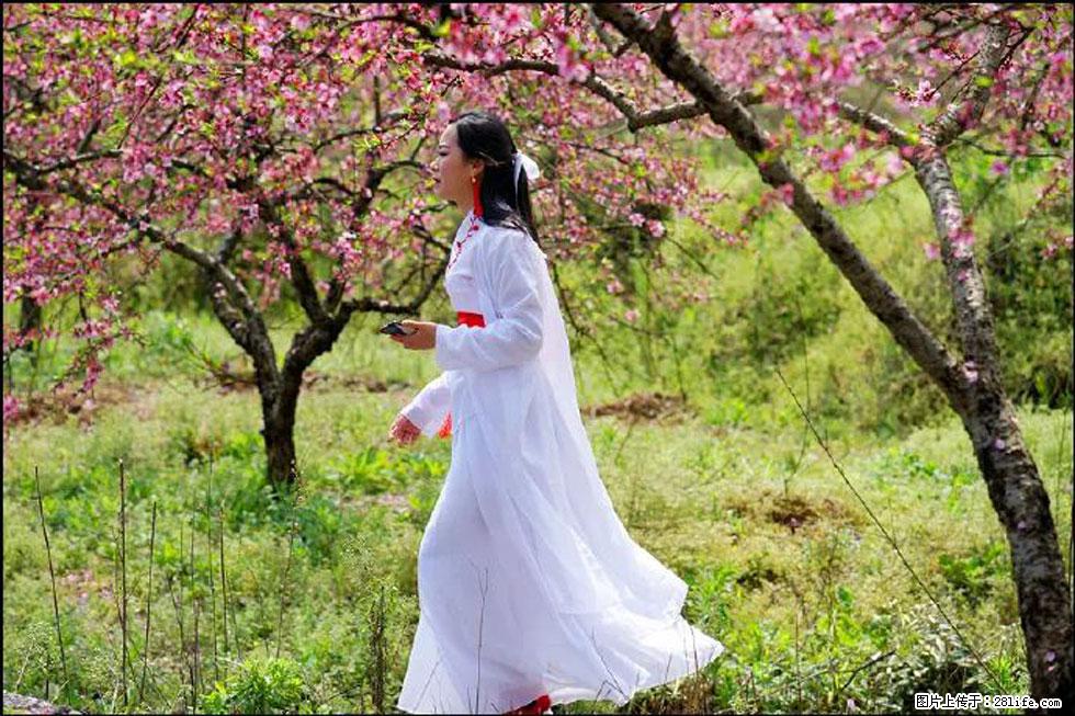 【春天，广西桂林灌阳县向您发出邀请！】官庄村有个醉美的桃花园 - 游山玩水 - 蚌埠生活社区 - 蚌埠28生活网 bengbu.28life.net