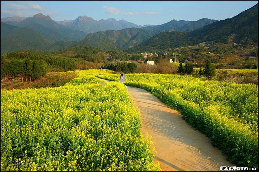 【春天，广西桂林灌阳县向您发出邀请！】长坪村油菜盛情花开 - 游山玩水 - 蚌埠生活社区 - 蚌埠28生活网 bengbu.28life.net