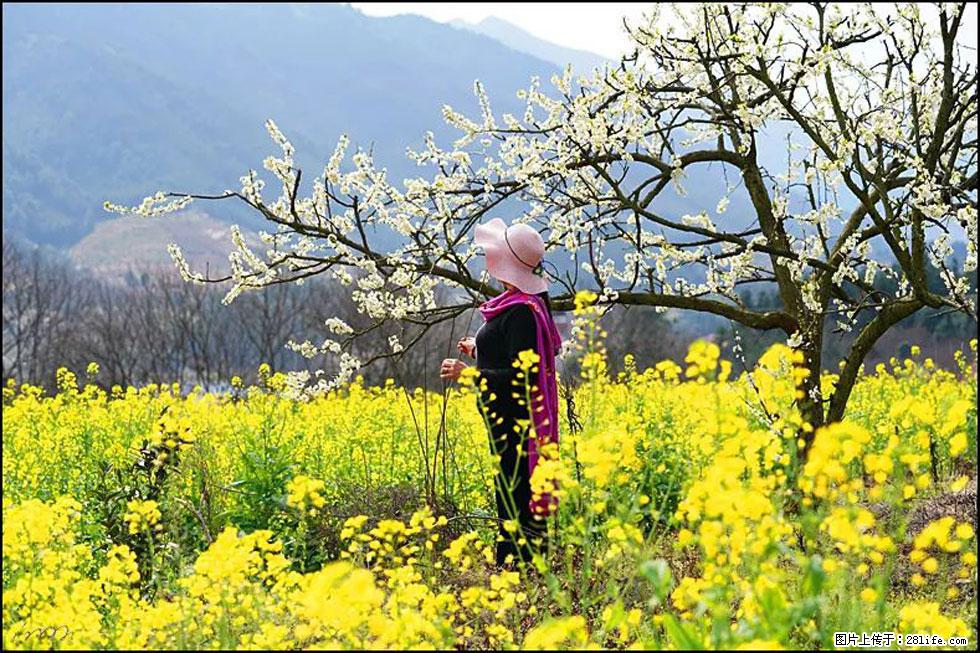 【春天，广西桂林灌阳县向您发出邀请！】长坪村油菜盛情花开 - 游山玩水 - 蚌埠生活社区 - 蚌埠28生活网 bengbu.28life.net