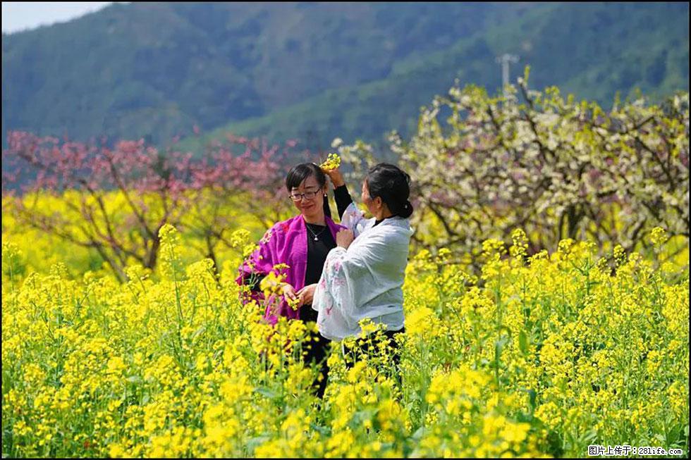【春天，广西桂林灌阳县向您发出邀请！】长坪村油菜盛情花开 - 游山玩水 - 蚌埠生活社区 - 蚌埠28生活网 bengbu.28life.net