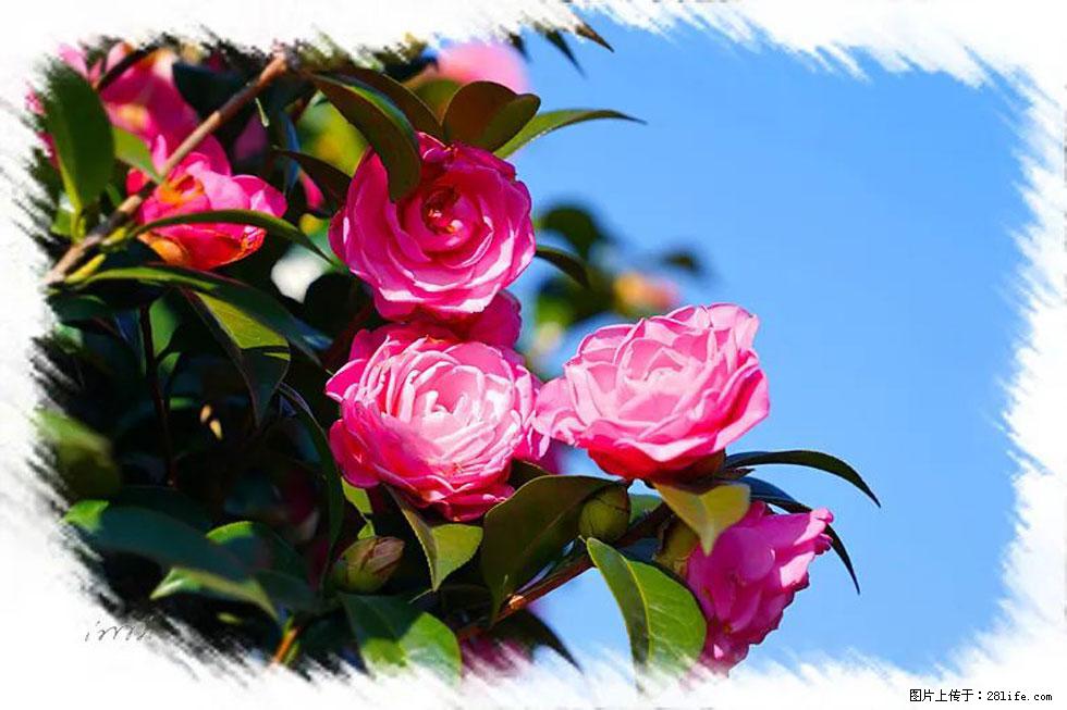 【春天，广西桂林灌阳县向您发出邀请！】杨柳井茶花惹人爱 - 游山玩水 - 蚌埠生活社区 - 蚌埠28生活网 bengbu.28life.net