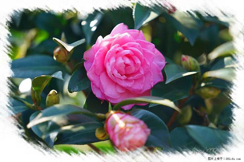 【春天，广西桂林灌阳县向您发出邀请！】杨柳井茶花惹人爱 - 游山玩水 - 蚌埠生活社区 - 蚌埠28生活网 bengbu.28life.net