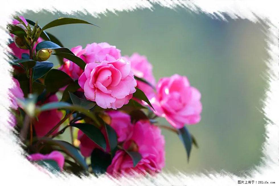 【春天，广西桂林灌阳县向您发出邀请！】杨柳井茶花惹人爱 - 游山玩水 - 蚌埠生活社区 - 蚌埠28生活网 bengbu.28life.net
