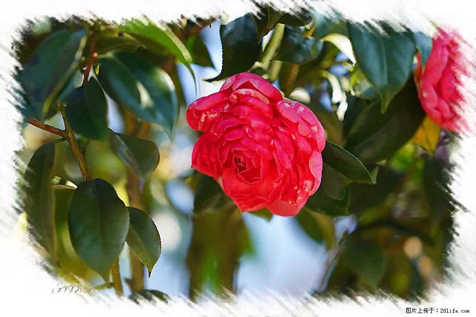 【春天，广西桂林灌阳县向您发出邀请！】杨柳井茶花惹人爱 - 游山玩水 - 蚌埠生活社区 - 蚌埠28生活网 bengbu.28life.net