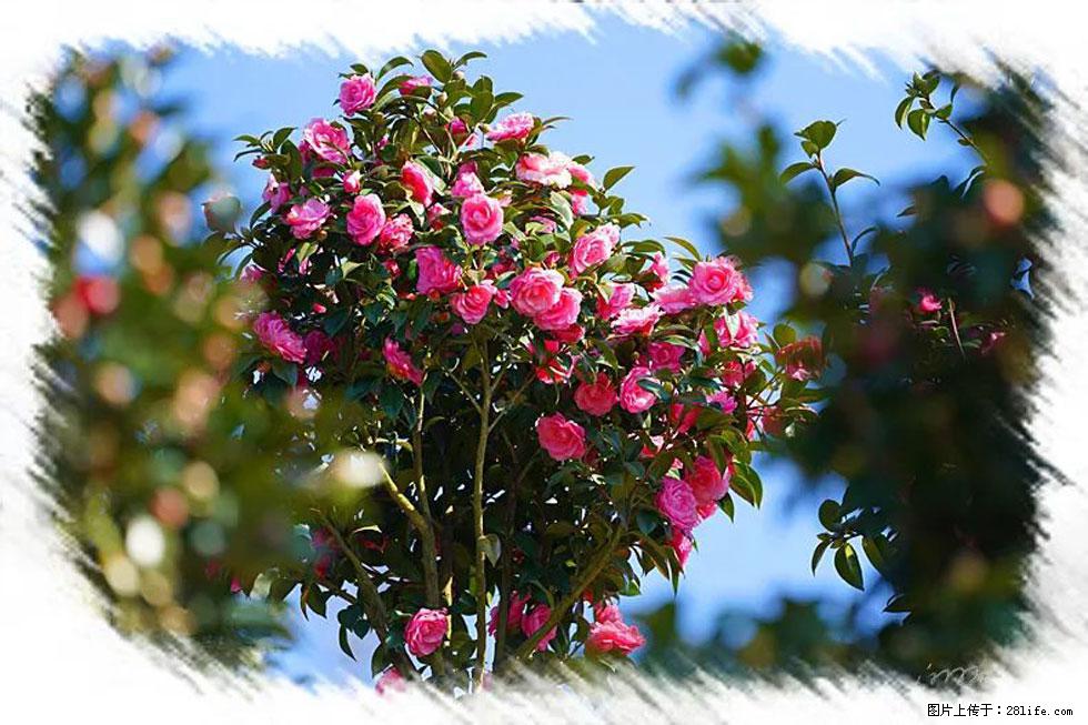 【春天，广西桂林灌阳县向您发出邀请！】杨柳井茶花惹人爱 - 游山玩水 - 蚌埠生活社区 - 蚌埠28生活网 bengbu.28life.net