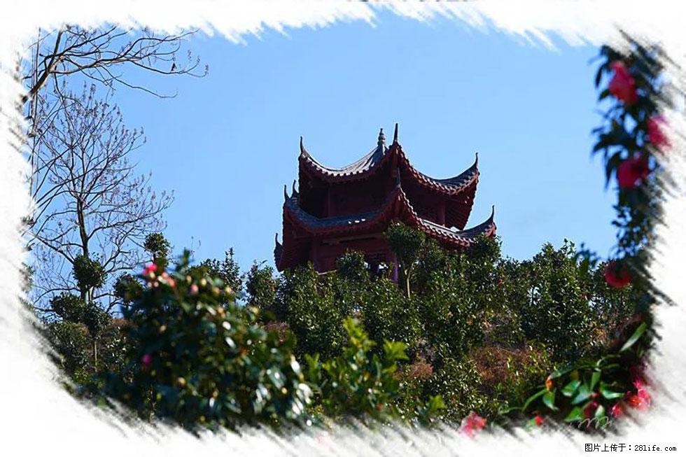 【春天，广西桂林灌阳县向您发出邀请！】杨柳井茶花惹人爱 - 游山玩水 - 蚌埠生活社区 - 蚌埠28生活网 bengbu.28life.net
