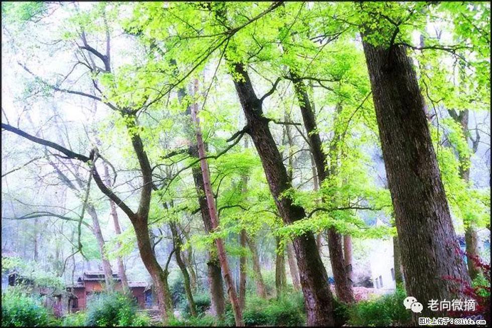 【春天，广西桂林灌阳县向您发出邀请！】在小龙村与春天约会 - 游山玩水 - 蚌埠生活社区 - 蚌埠28生活网 bengbu.28life.net