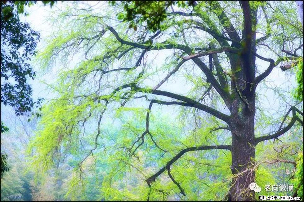 【春天，广西桂林灌阳县向您发出邀请！】在小龙村与春天约会 - 游山玩水 - 蚌埠生活社区 - 蚌埠28生活网 bengbu.28life.net