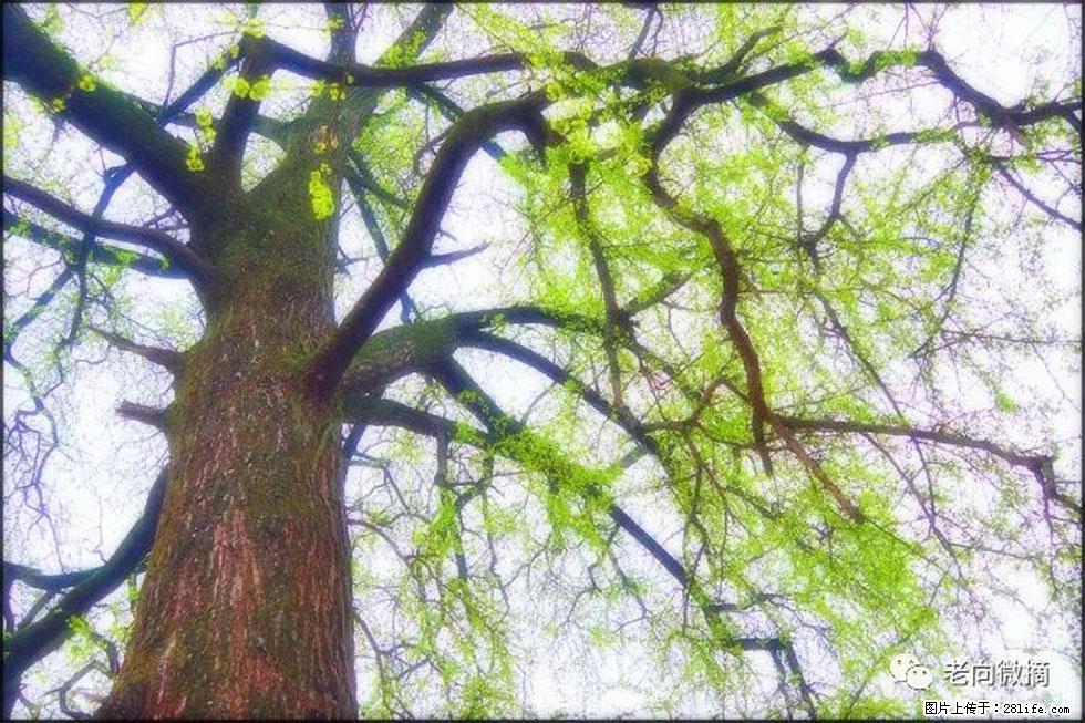【春天，广西桂林灌阳县向您发出邀请！】在小龙村与春天约会 - 游山玩水 - 蚌埠生活社区 - 蚌埠28生活网 bengbu.28life.net