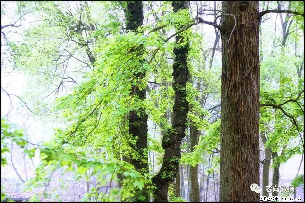 【春天，广西桂林灌阳县向您发出邀请！】在小龙村与春天约会 - 游山玩水 - 蚌埠生活社区 - 蚌埠28生活网 bengbu.28life.net