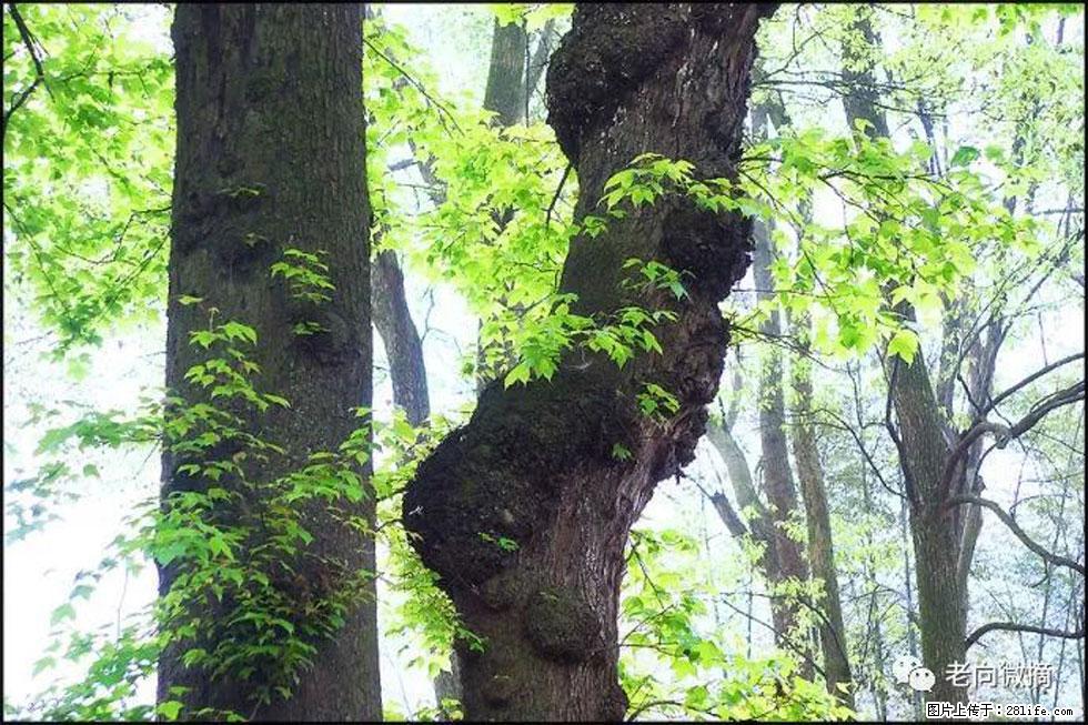 【春天，广西桂林灌阳县向您发出邀请！】在小龙村与春天约会 - 游山玩水 - 蚌埠生活社区 - 蚌埠28生活网 bengbu.28life.net