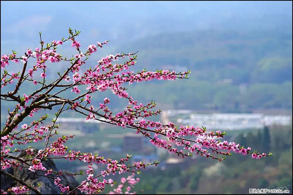 【春天，广西桂林灌阳县向您发出邀请！】望月岭上桃花开 - 游山玩水 - 蚌埠生活社区 - 蚌埠28生活网 bengbu.28life.net