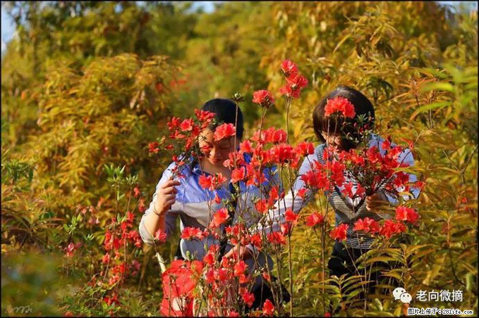【春天，广西桂林灌阳县向您发出邀请！】登麒麟山，相约映山红 - 游山玩水 - 蚌埠生活社区 - 蚌埠28生活网 bengbu.28life.net