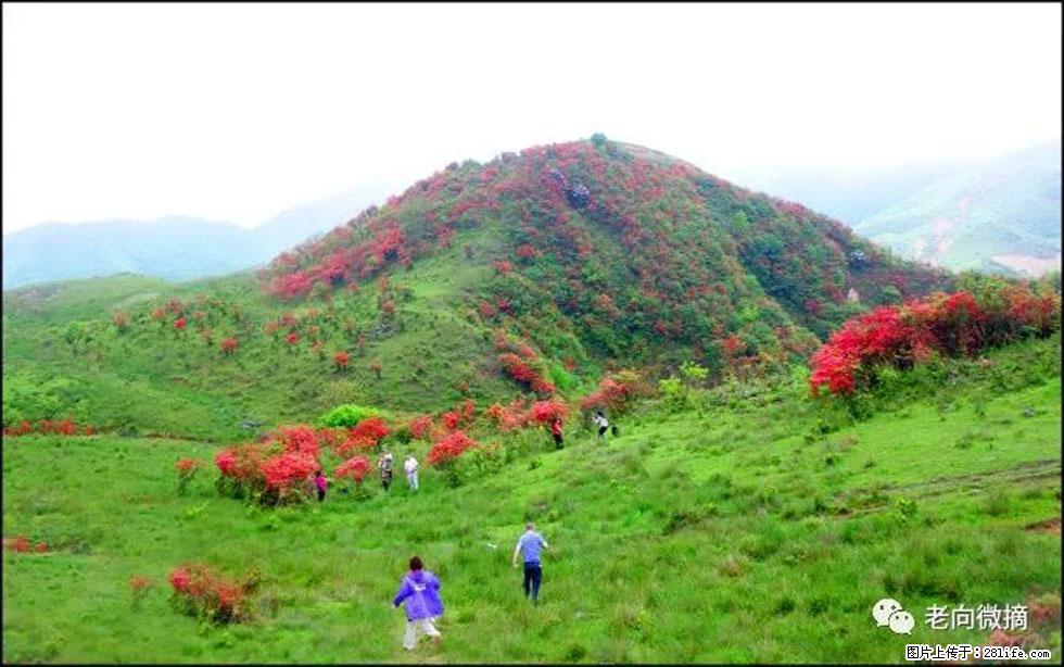 【春天，广西桂林灌阳县向您发出邀请！】宝盖山上映山红 - 游山玩水 - 蚌埠生活社区 - 蚌埠28生活网 bengbu.28life.net