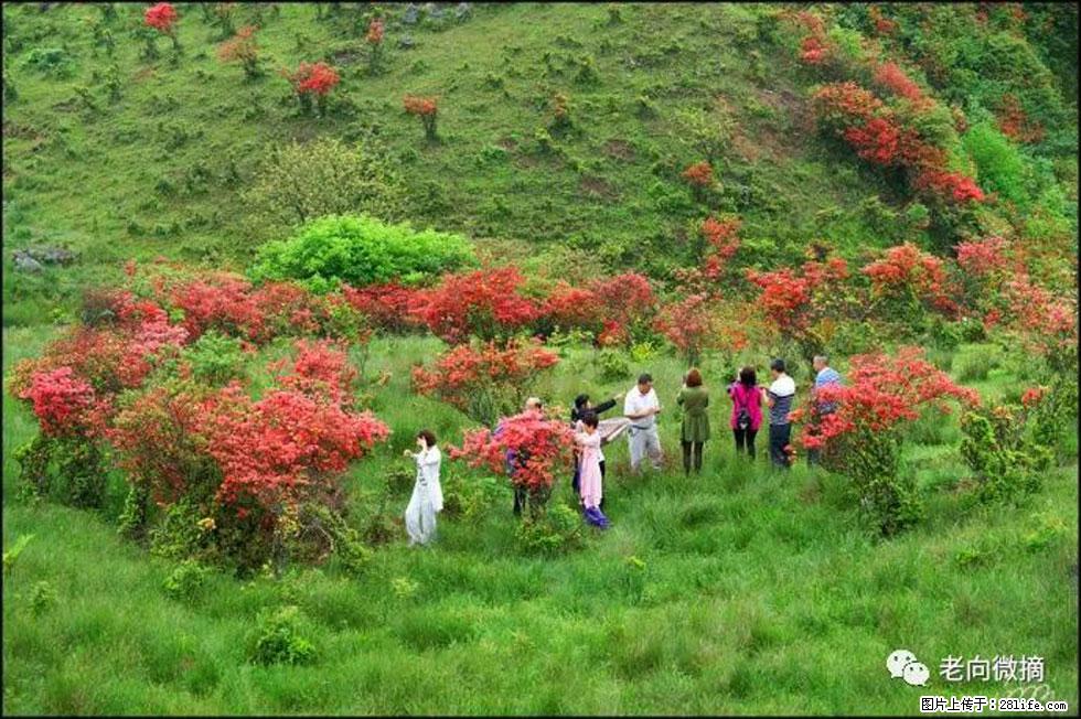 【春天，广西桂林灌阳县向您发出邀请！】宝盖山上映山红 - 游山玩水 - 蚌埠生活社区 - 蚌埠28生活网 bengbu.28life.net
