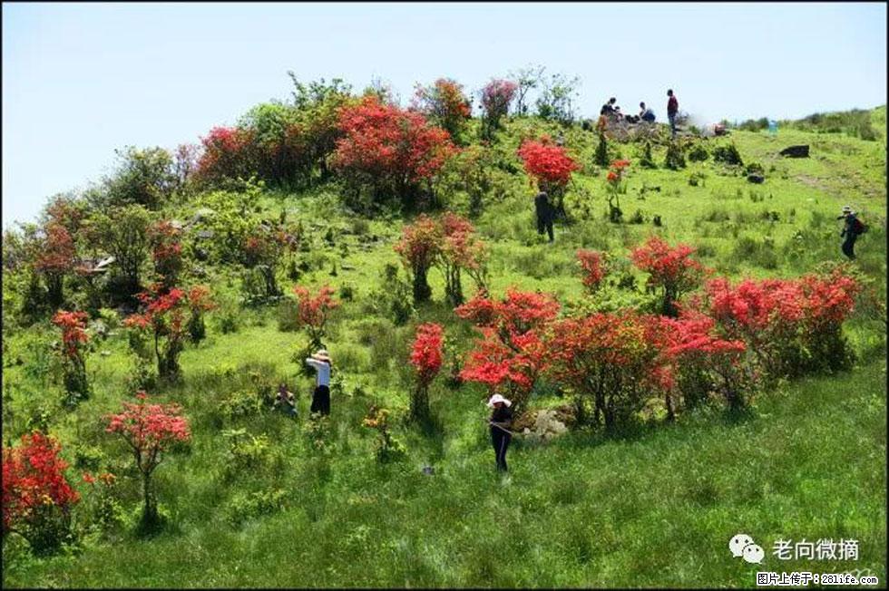 【春天，广西桂林灌阳县向您发出邀请！】宝盖山上映山红 - 游山玩水 - 蚌埠生活社区 - 蚌埠28生活网 bengbu.28life.net