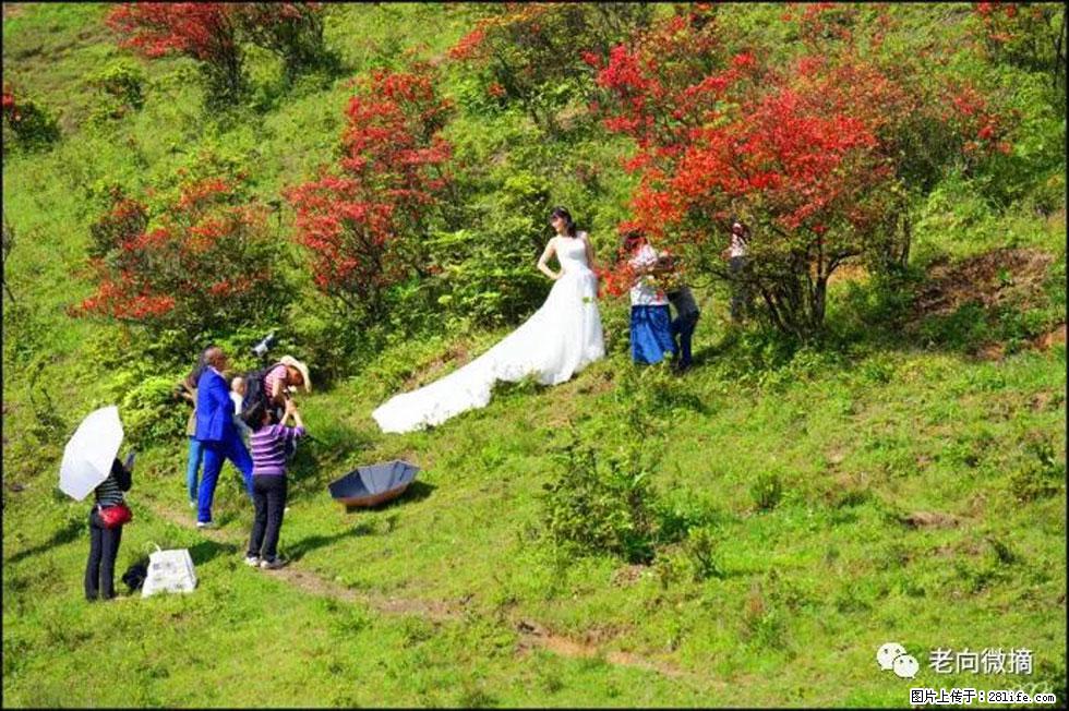 【春天，广西桂林灌阳县向您发出邀请！】宝盖山上映山红 - 游山玩水 - 蚌埠生活社区 - 蚌埠28生活网 bengbu.28life.net