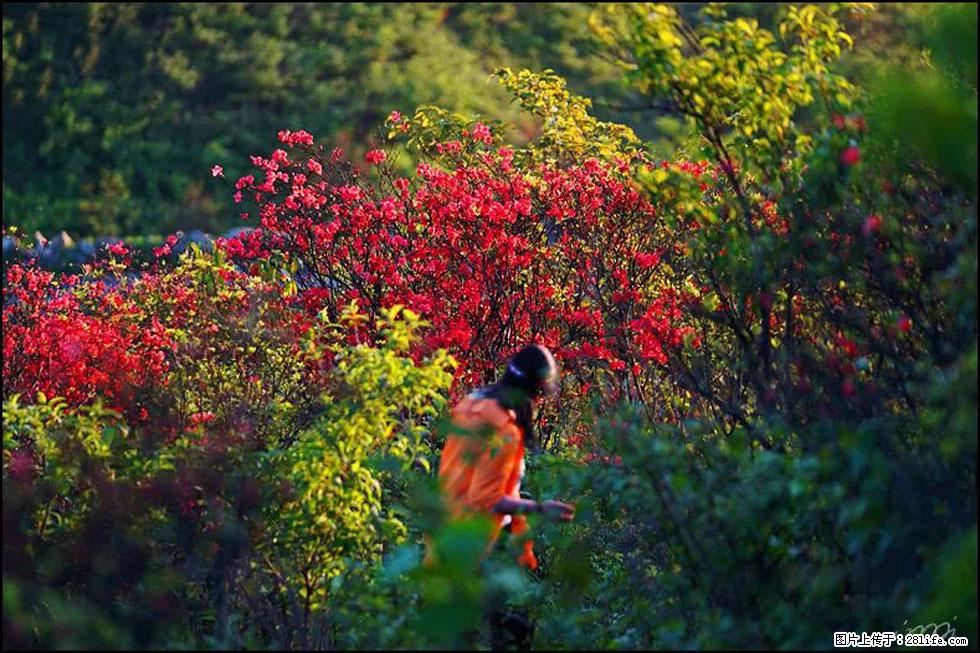 【春天，广西桂林灌阳县向您发出邀请！】春木界上映山红 - 游山玩水 - 蚌埠生活社区 - 蚌埠28生活网 bengbu.28life.net