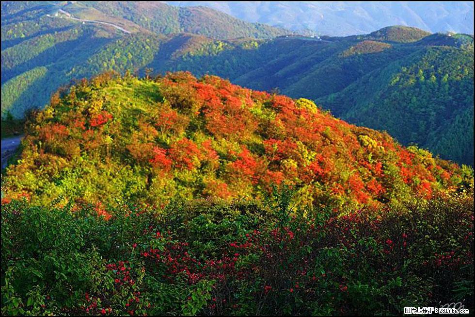 【春天，广西桂林灌阳县向您发出邀请！】春木界上映山红 - 游山玩水 - 蚌埠生活社区 - 蚌埠28生活网 bengbu.28life.net