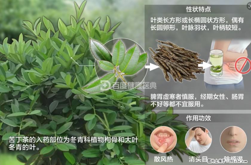 苦丁茶有哪些功效和作用 - 生活百科 - 蚌埠生活社区 - 蚌埠28生活网 bengbu.28life.net