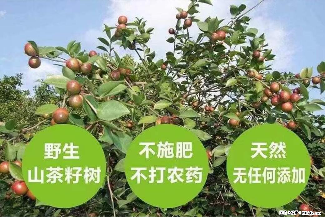 【灌阳县油茶产业示范区】一个有着充实的精神生活的人，对待身外之物自会有一种淡泊的态度 - 土特产 - 饮食特产 - 蚌埠分类信息 - 蚌埠28生活网 bengbu.28life.net