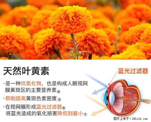 叶黄素有什么功效和作用 - 生活百科 - 蚌埠生活社区 - 蚌埠28生活网 bengbu.28life.net
