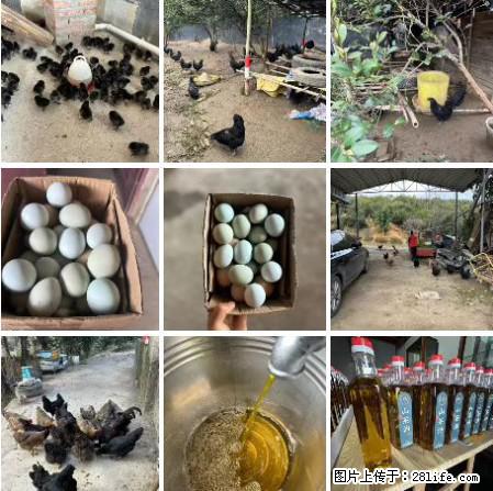 油茶园从小鸡仔开始养起的纯土鸡、土鸡蛋可以预定啦！还有前几天刚榨的纯山茶油哦 - 美食天地 - 蚌埠生活社区 - 蚌埠28生活网 bengbu.28life.net