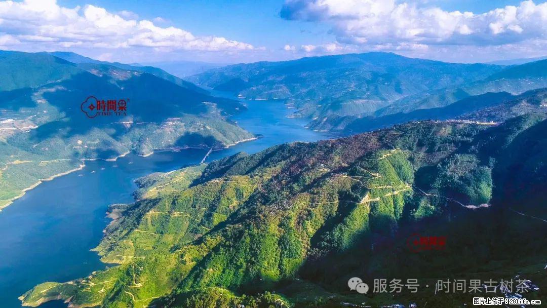 时间果百年古树龙珠普洱生茶 - 购物交流 - 蚌埠生活社区 - 蚌埠28生活网 bengbu.28life.net