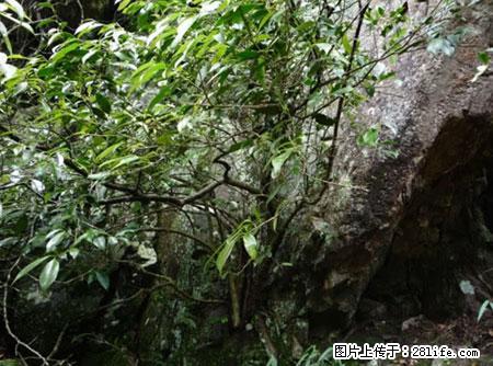 平乐石崖茶，珍贵仅次于金花茶 - 蚌埠生活资讯 - 蚌埠28生活网 bengbu.28life.net