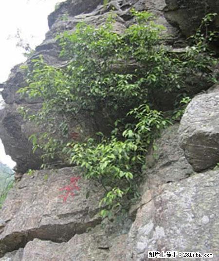 平乐石崖茶，珍贵仅次于金花茶 - 蚌埠生活资讯 - 蚌埠28生活网 bengbu.28life.net