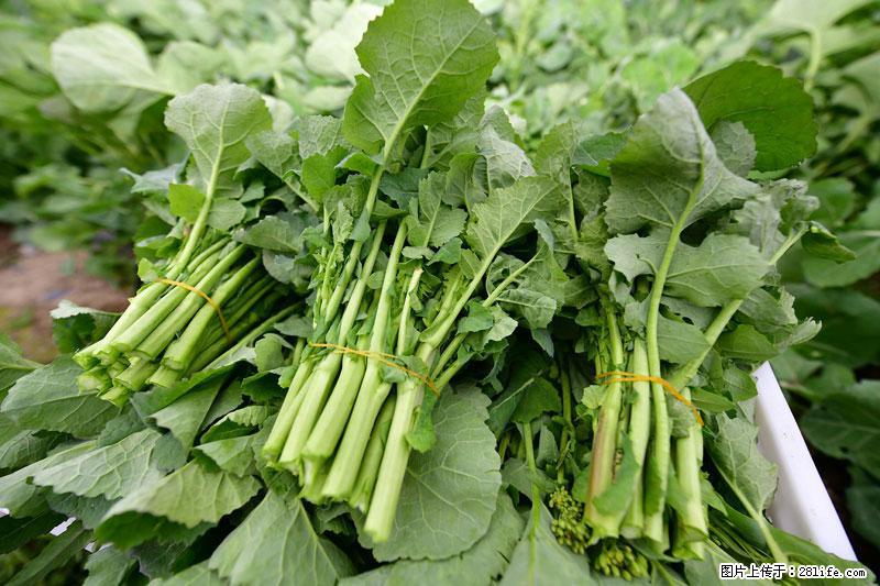 这些蔬菜是“天然钙片”，这6种被医生重点推荐 - 蚌埠生活资讯 - 蚌埠28生活网 bengbu.28life.net